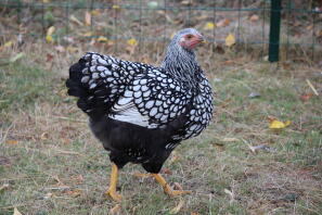 Kip in de tuin