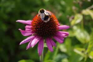 hommel