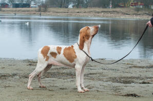 Een witte hond met bruine vlekken op een wandeling bij een rivier