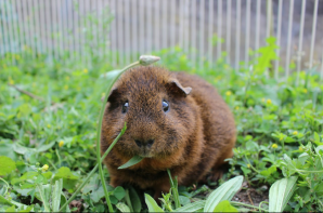 Cavia in ren