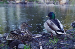 Twee wilde eenden zitten bij het water