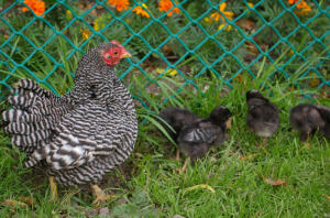 Kip met kuikens in tuin