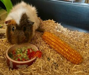 Cavia eten