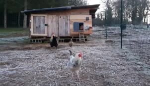 Kippen buiten een houten kippenhok met een Autodoor 