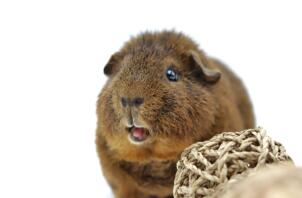 Een kleine bruine cavia met een bal touw ernaast