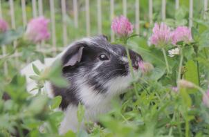 Een cavia foto omgeven door veel mooie bloemen.