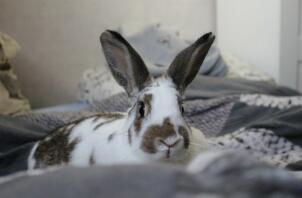 Konijn ligt op bed