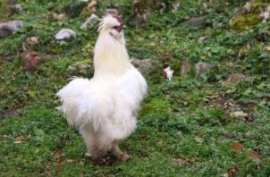 Een witte pluizige kip op gras