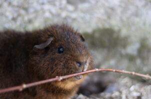 Een rex cochon cavia.