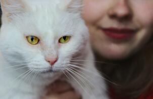 Een witte kat met gele ogen wordt vastgehouden door een vrouw