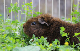 Cavia in ren