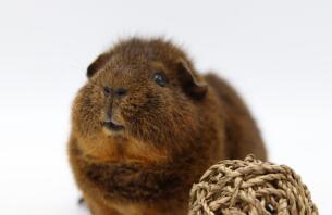 Een rex cochon cavia.