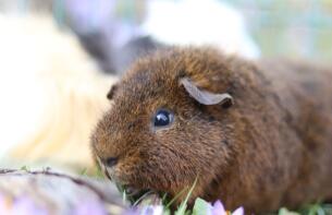 Een rex cochon cavia.