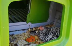 Kippen in Eglu Cube groot kippenhok