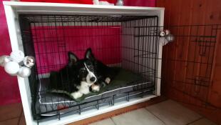 Een zwart-witte hond liggend op een bed in een Fido Studio