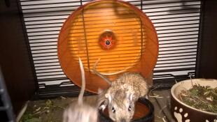 Perfect wiel voor gerbils 