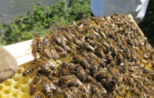 bijen op nieuw getrokken kam