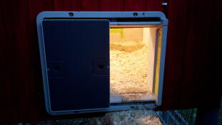 Een Omlet automatische deuropener met licht om de kippen naar huis te leiden!