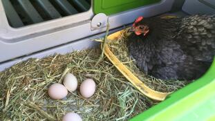 Kippen in Eglu Cube groot kippenhok en eieren