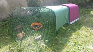 Omlet paars Eglu Go konijnenhok met ren en konijnen in de tuin