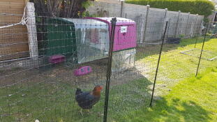 Paars Eglu Cube groot kippenhok en ren in de tuin met kippen en Omlet kippenhek