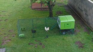 Omlet groen Eglu Cube groot kippenhok en ren met kippen in tuin