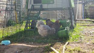 Drie kippen pikken wat eten op in de Eglu Cube ren uitbreiding.