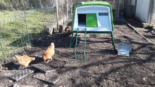 Twee oranje kippen in een tuin met een groot groen Cube kippenhok