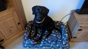 Een zwarte labrador zat in het middernacht weide bolster hondenbed.