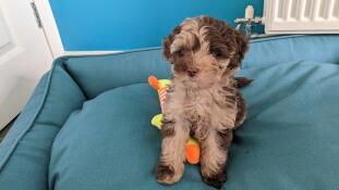 Zat een puppy met zijn speeltje in het schaduwrijke hondennest.