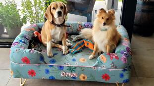 Beagle en shetland herdershond