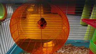 We hadden een vreselijk rad dat piepte als de hamster er 's nachts op ging. dit rad is groot en heel redelijk geprijsd met bezorging. oh, stille vreugde