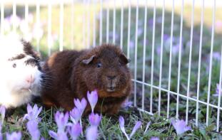 Twee cavia's op een veld naast een hek