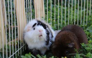 Cavia's in ren