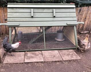 Kippen buiten Boughton houten kippenhok