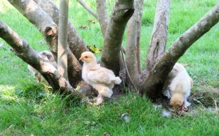 Kippen bij boom