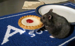 Norma houdt van bakewell-taarten!