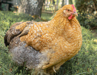 Our Cock, named Foppe.