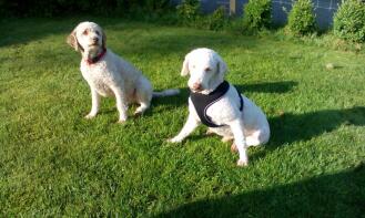 2x laGotto romagnolo bij de hondenschool