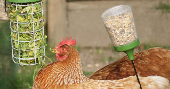 Kip met Omlet Caddi kippensnoephouder en Omlet pikspeeltje