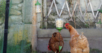 Kippen met pik speelGoed