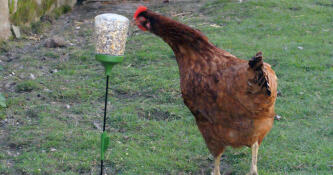 Kip met pik speelGoed