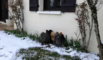 Kippen in Snow