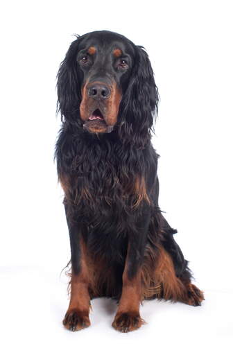 Een jong volwassen Gordon setter ging rechtop zitten