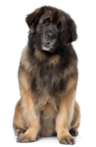 Een mooie, volwassen leonberger, netjes zittend, wachtend op wat aandacht.