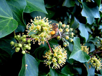 Winter Pollen collectie van Ivy