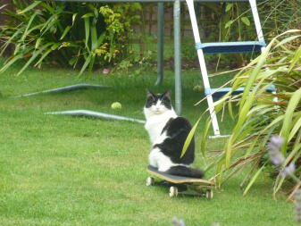 Kat op skateboard!