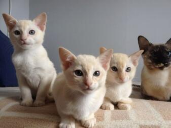 Tonkinese kittens