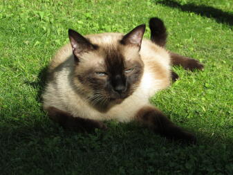 Kat ligt in zon in tuin