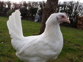 Witte leghorn